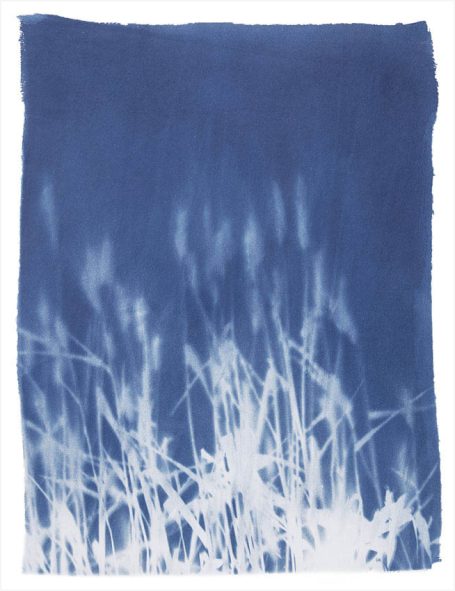 Blaues Papier mit weißen Pflanzen- und Grashalmen, die sich im Vordergrund abheben.