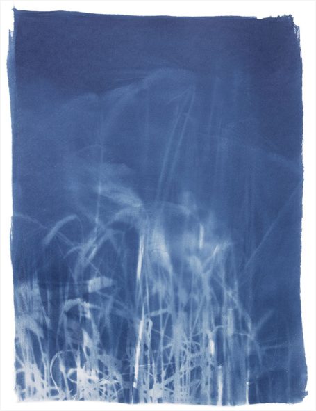 Abstrakte Darstellung von Gräsern auf einem blauen Hintergrund.