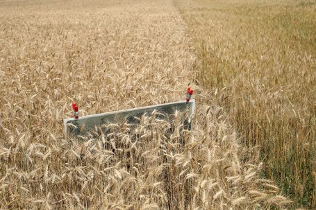 Ein Feld mit hohem Weizen, in der Mitte eine erhöhte Betonfläche mit roten Markierungen.