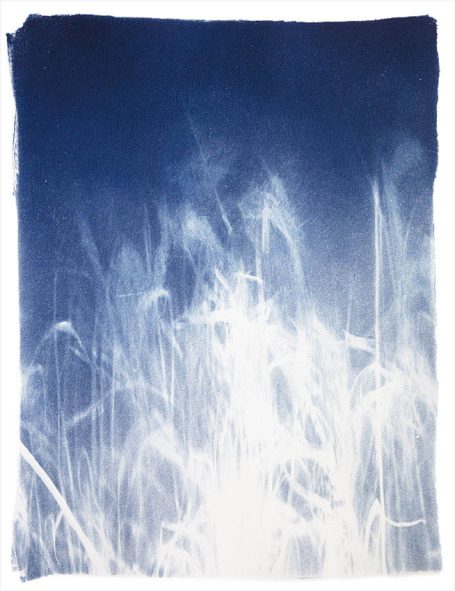 Blauer Hintergrund mit weißen, schwungvollen, grasartigen Formen im Vordergrund.