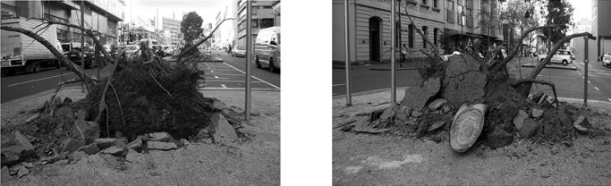 Zwei schwarz-weiße Aufnahmen von einem umgestürzten Baum und herumliegenden Ästen.