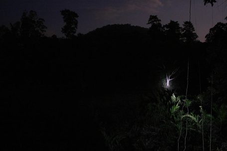 Dunkle Landschaft mit schwachem Licht und Pflanzen im Vordergrund.