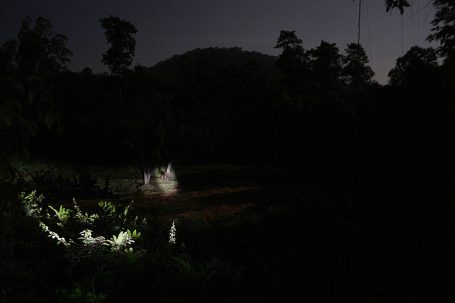 Nachtlandschaft mit einem stillen Gewässer und umgebenden Bäumen im schüchternen Licht.