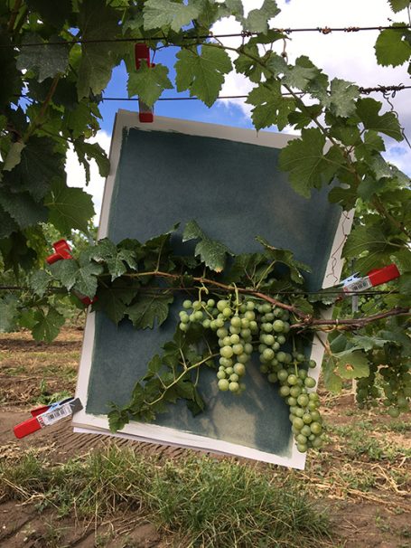 Grüner Weintraubenstock mit einer Leinwand, die zwischen den Zweigen hängt.