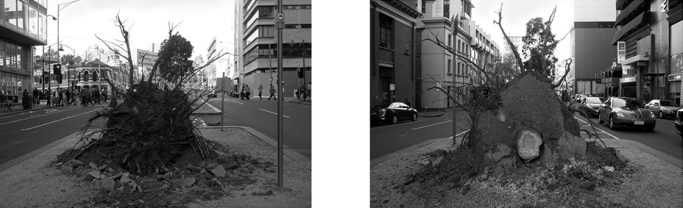 Zwei Schwarz-Weiß-Bilder einer großen Baumwurzel auf einer urbanen Straße.